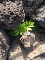 Doryopteris decipiens
