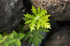 Doryopteris decipiens