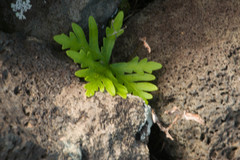 Doryopteris decipiens