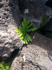 Doryopteris decipiens