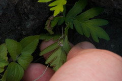 Doryopteris decipiens