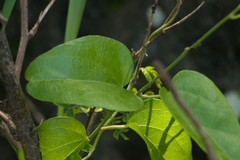Cocculus orbiculatus