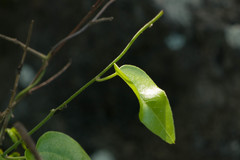 Cocculus orbiculatus