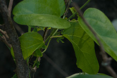 Cocculus orbiculatus