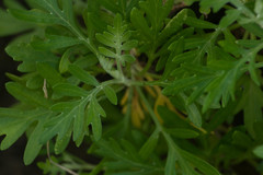 Artemisia australis