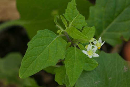 Solanum opacum observed 2021-02-14
