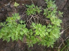 Artemisia australis