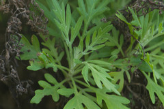 Artemisia australis