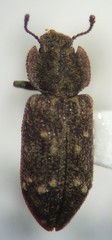 Namunaria pacifica