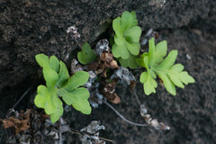 Doryopteris decipiens