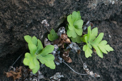 Doryopteris decipiens