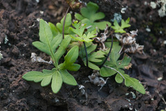Doryopteris decipiens