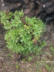 Artemisia australis