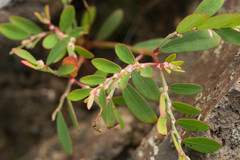 Phyllanthus debilis