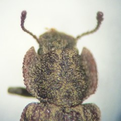 Namunaria pacifica