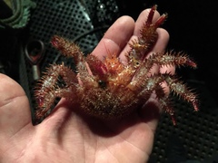 Acantholithodes hispidus