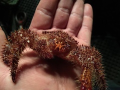 Acantholithodes hispidus