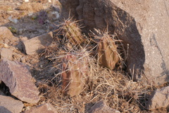 Austrocactus spiniflorus