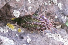 Austrocactus spiniflorus