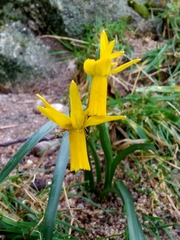Narcissus cyclamineus
