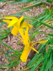 Narcissus cyclamineus