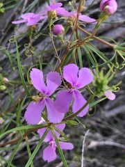 Stylidium scandens