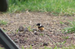 Sporophila torqueola