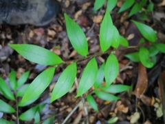 Griselinia ruscifolia