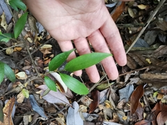 Griselinia ruscifolia