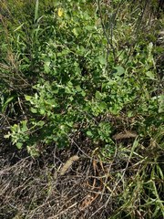Chenopodium oahuense