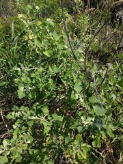 Chenopodium oahuense