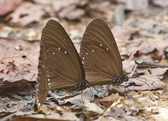 Euploea modesta