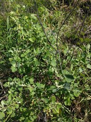 Chenopodium oahuense