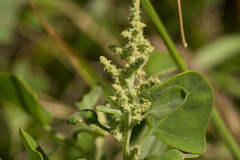 Chenopodium oahuense