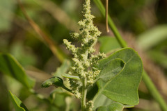 Chenopodium oahuense