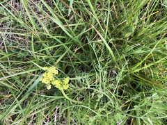 Lomatium bradshawii