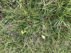 Lomatium bradshawii