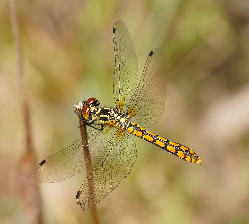 Eastern Pygmyfly