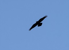Corvus corax kamtschaticus