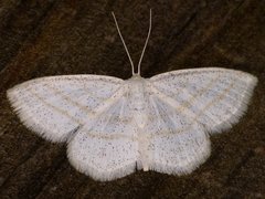 Scopula quadrilineata
