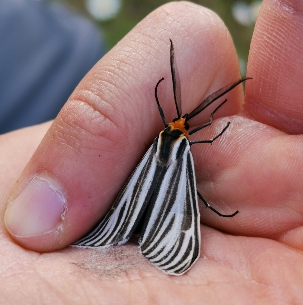 cattail moth