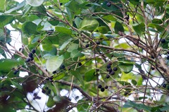 Coccoloba diversifolia image