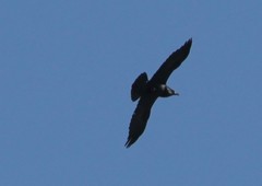 Corvus corax kamtschaticus