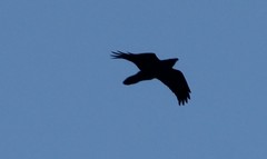 Corvus corax kamtschaticus