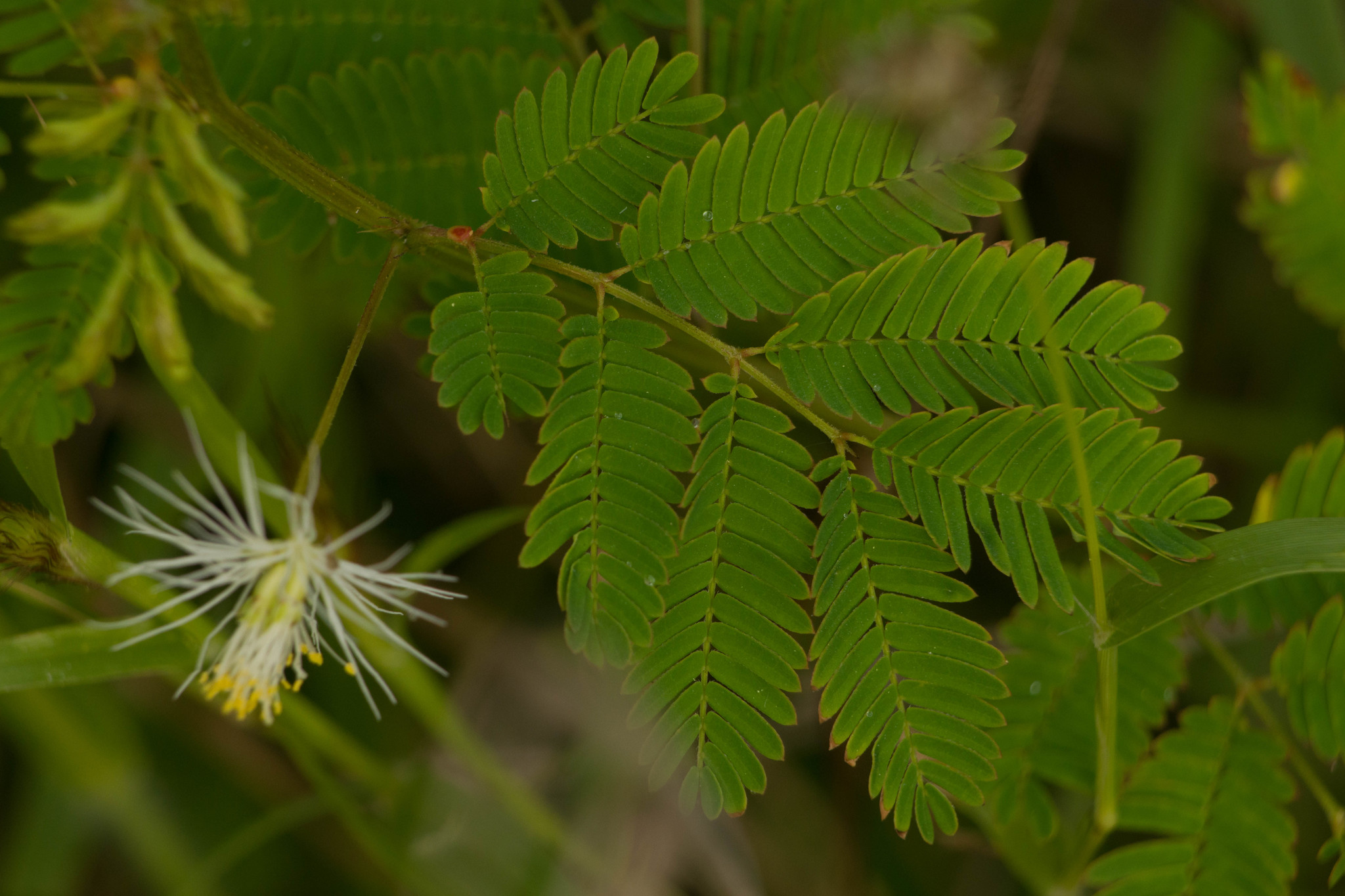 Desmanthus pernambucanus