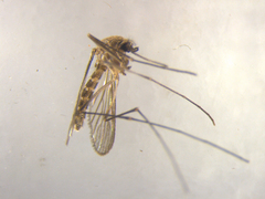 Culex pervigilans