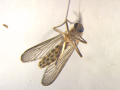 Culex pervigilans