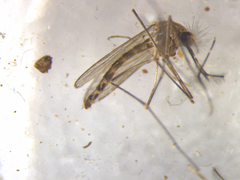 Culex pervigilans