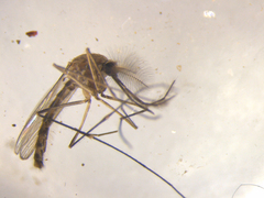 Culex pervigilans