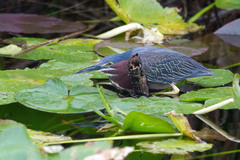 Butorides virescens image